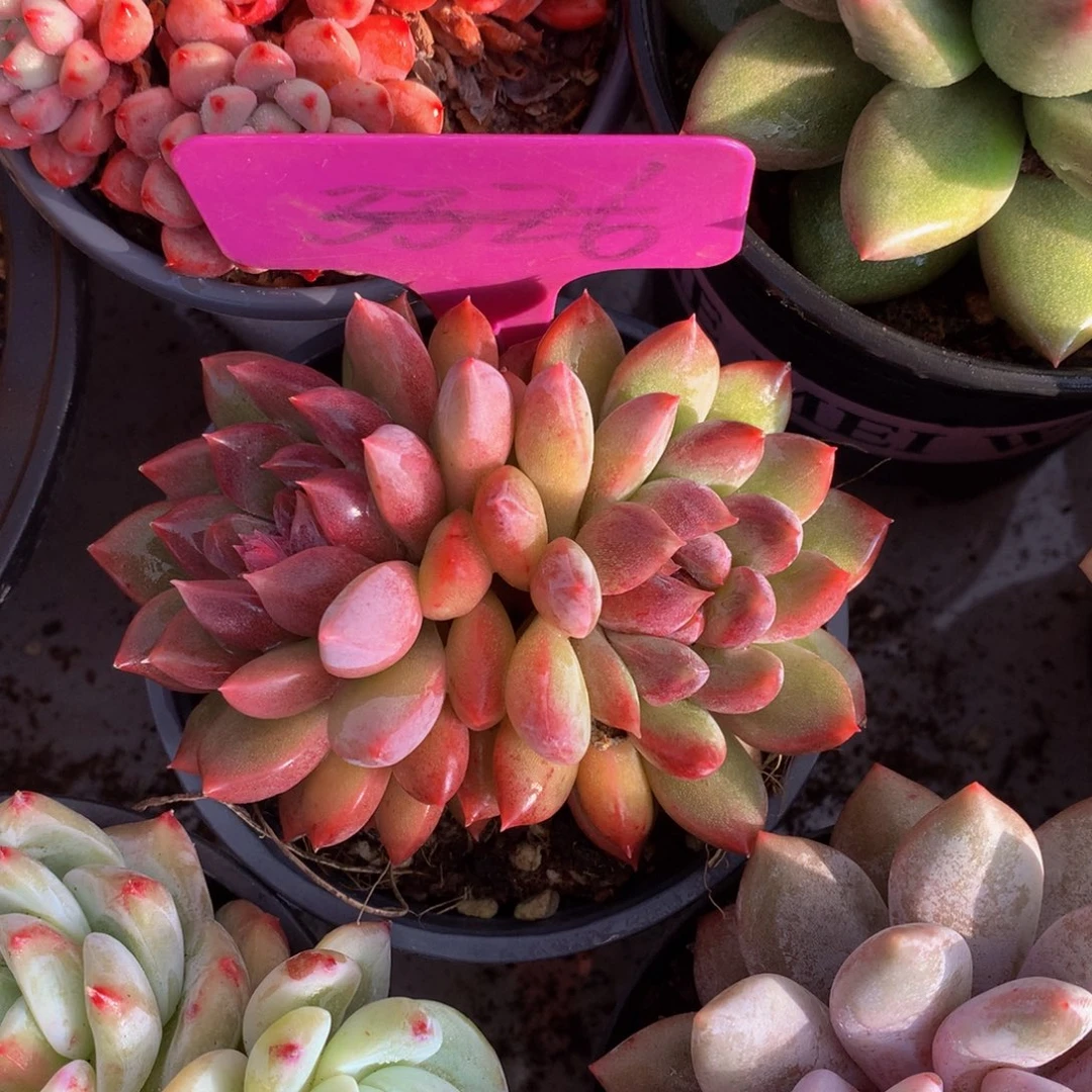 紫雾626262727272727