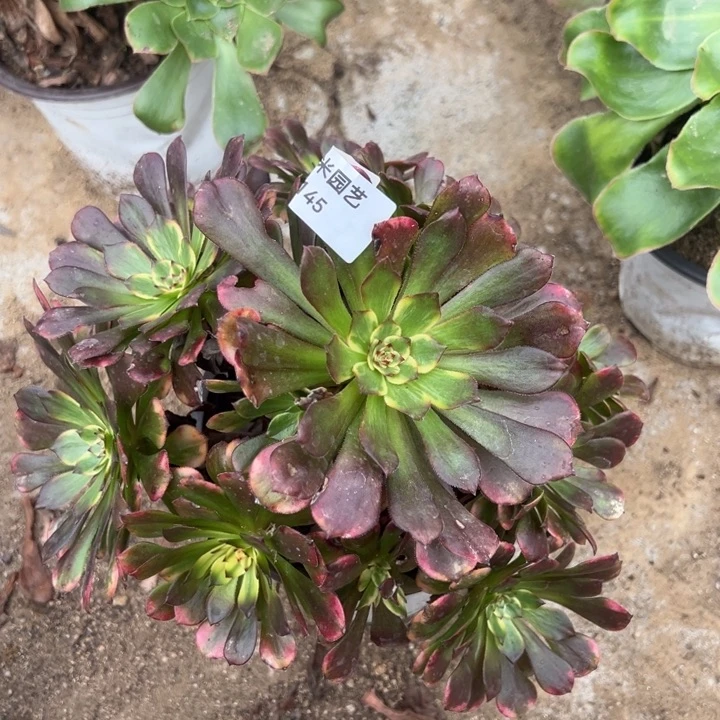 烟花多肉植物145法师