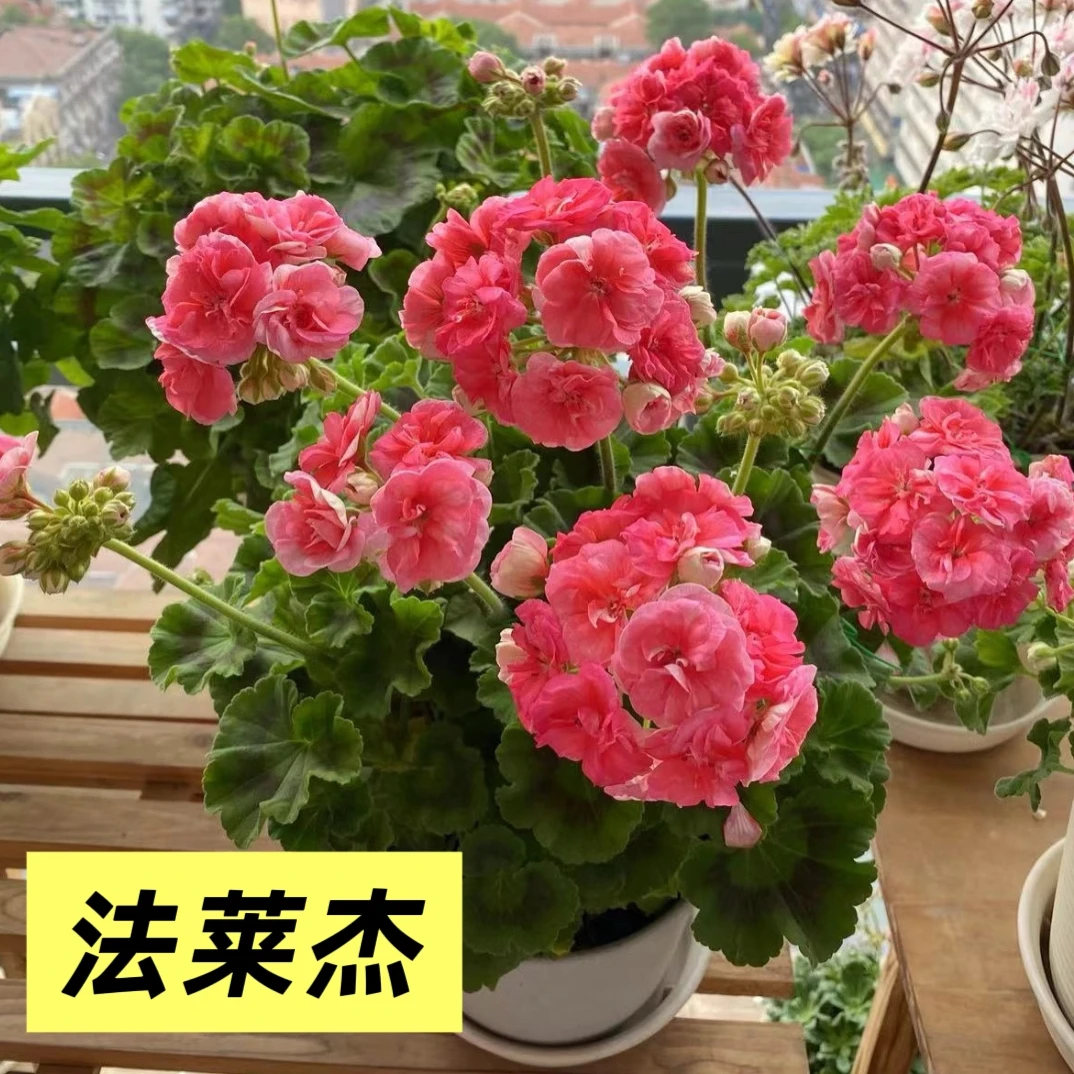 法莱杰 直立矮颗天竺葵