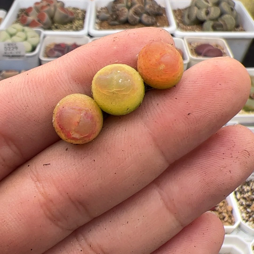 皮****圈0231号拉登3颗 多肉植物