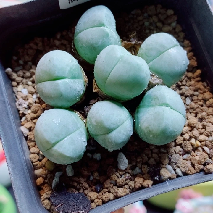 生石花花花开了522