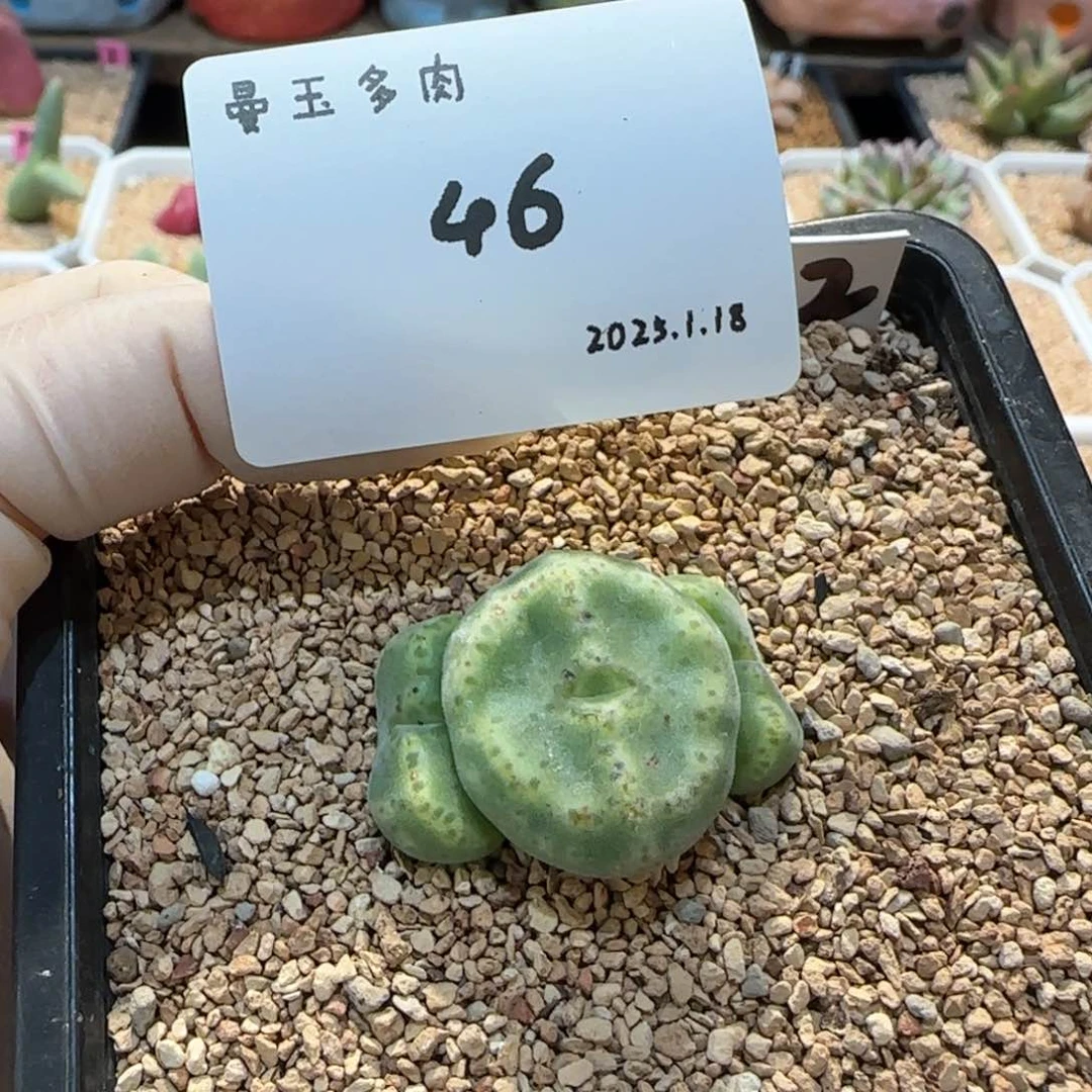 脚****a多肉多肉多肉1.18-046