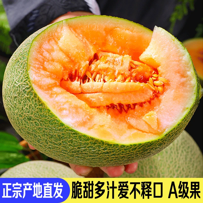 哈密瓜  哈蜜瓜 西州蜜瓜西州蜜西周蜜瓜哈密瓜礼盒整箱