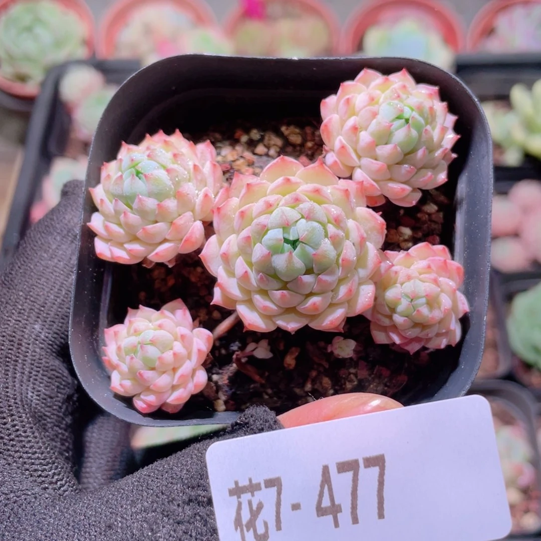 花利美7-477小粉莓