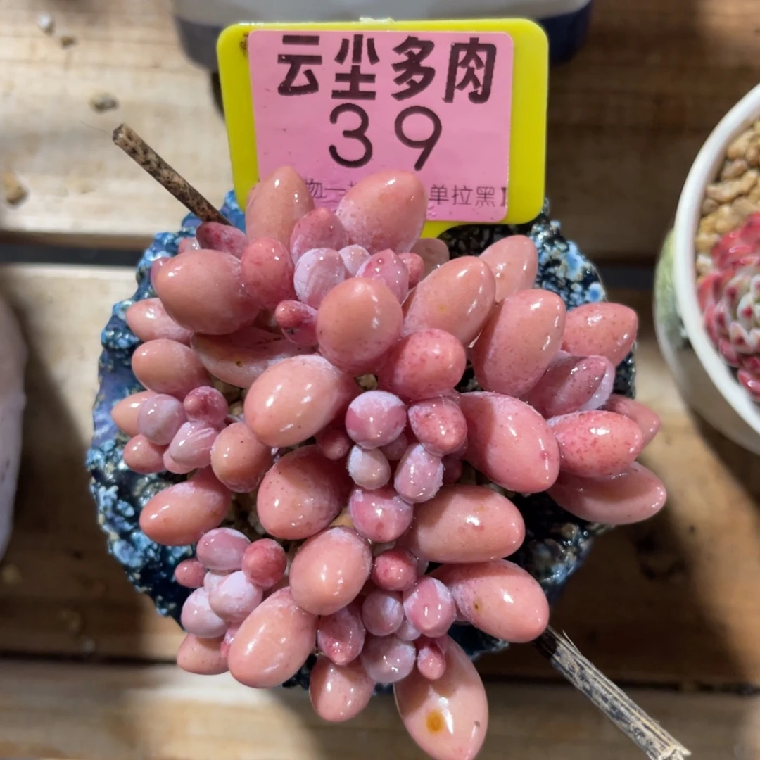云尘多肉一物一拍39不含盆，