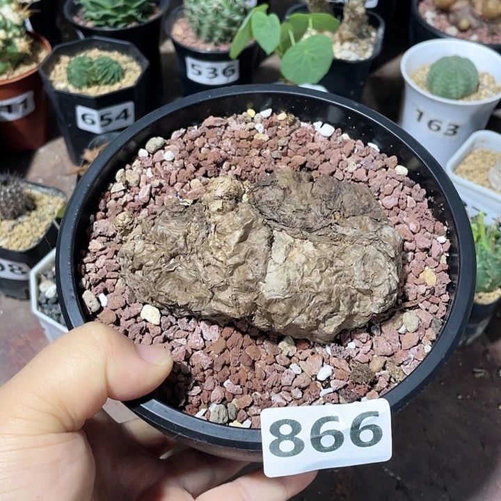 866产地一叶龟块根
