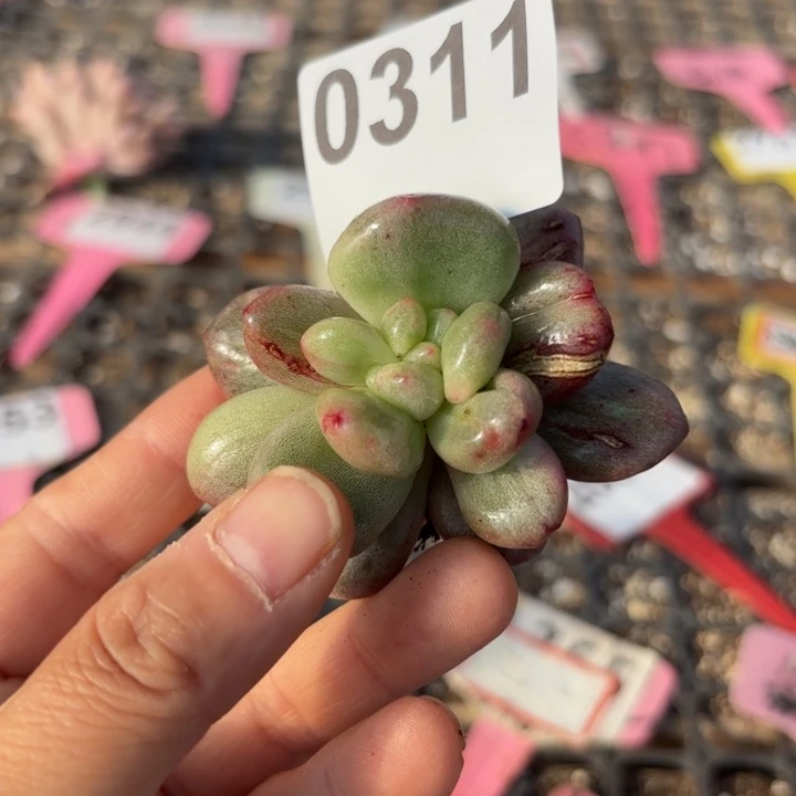 油煎丸子满18包邮当场凑单