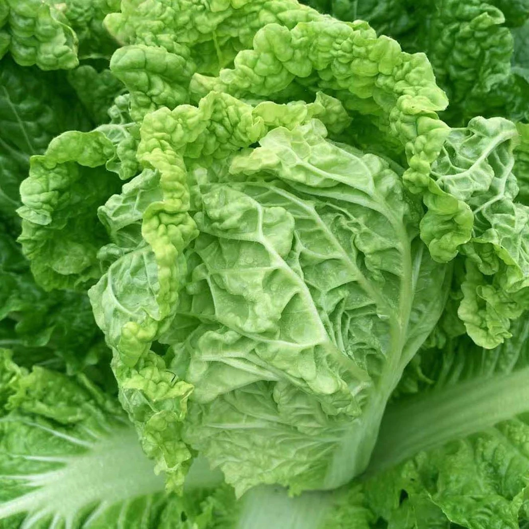 【多人好评】火锅白菜种子叶子多秋播易种青叶蔬菜下锅耙火锅菜种籽