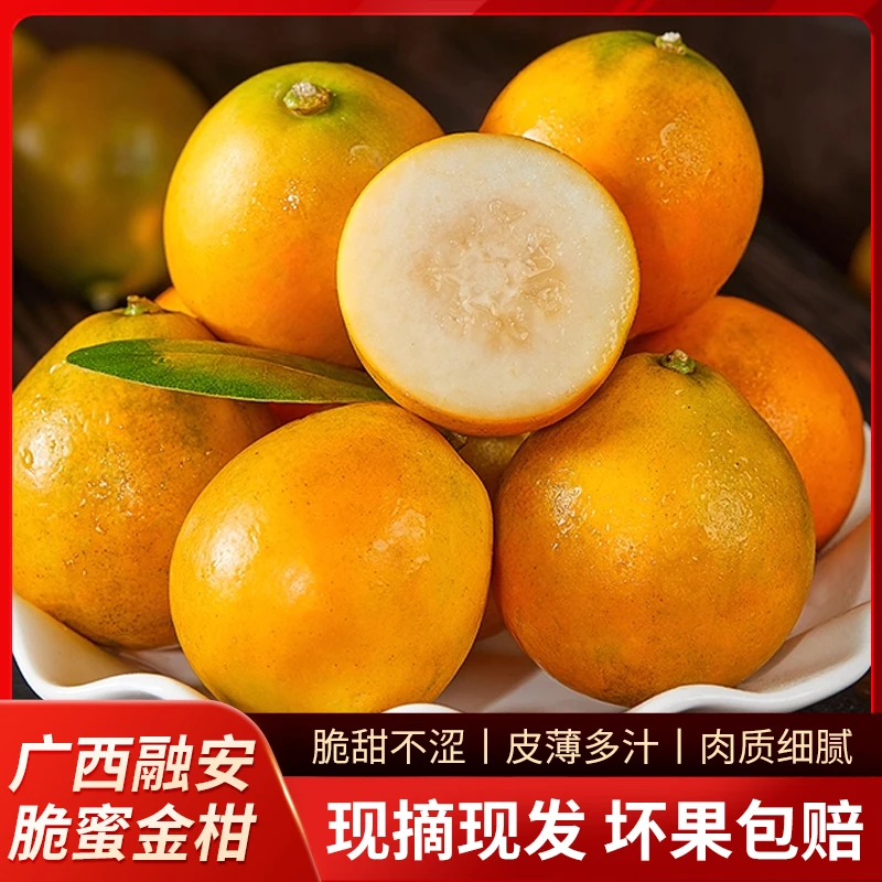【三代脆蜜】广西融安脆蜜金柑新鲜采摘现摘现发产地发货顺丰包邮
