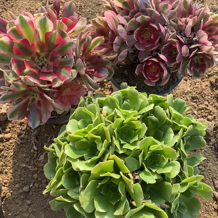 041号3棵11111111111