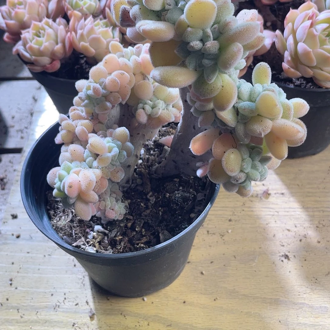 怡****姐2413  白闪冠 六月六