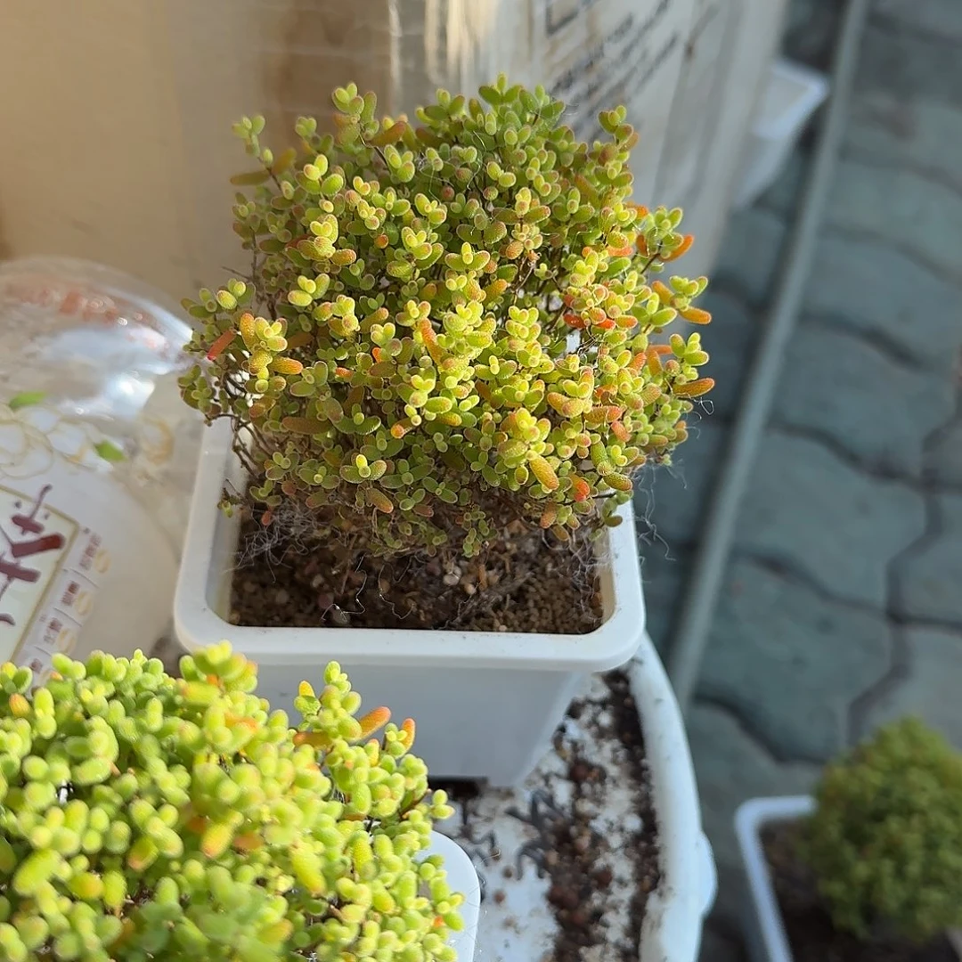 蜜桔糖球多肉植物精品