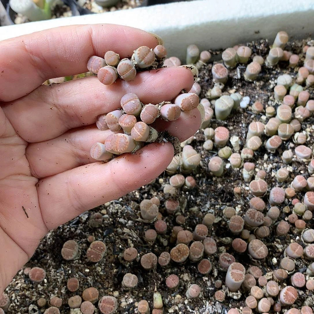 舟*H243多肉植物保护