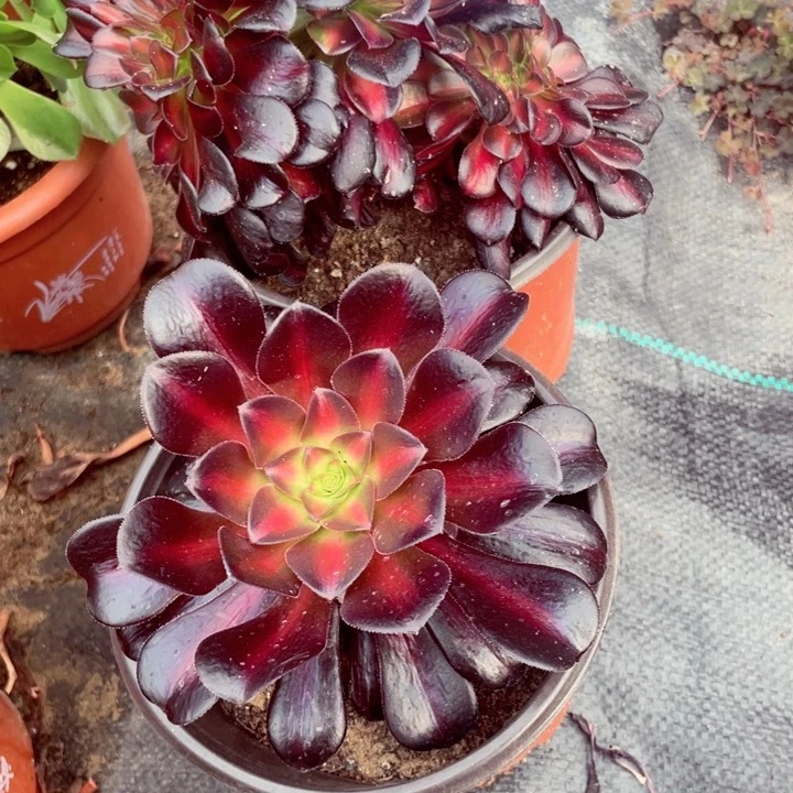 e****e5708，晚霞缀多肉法师