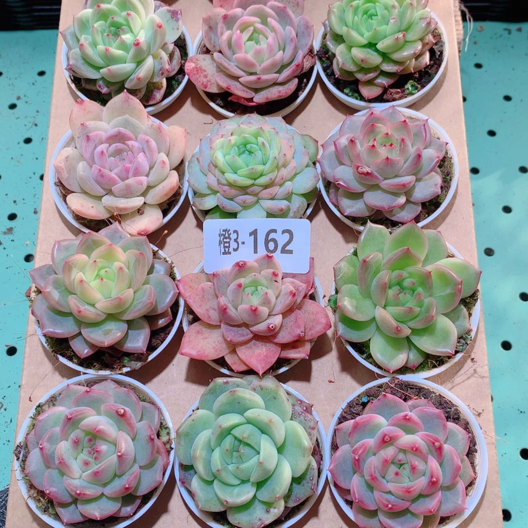 3-162一物一拍多肉带盆18颗