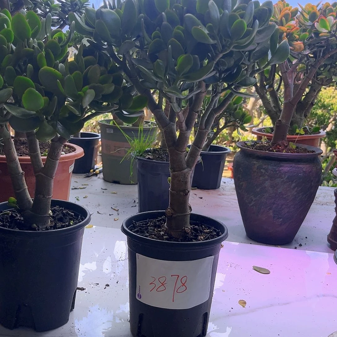 中号红边玉树老桩3878
