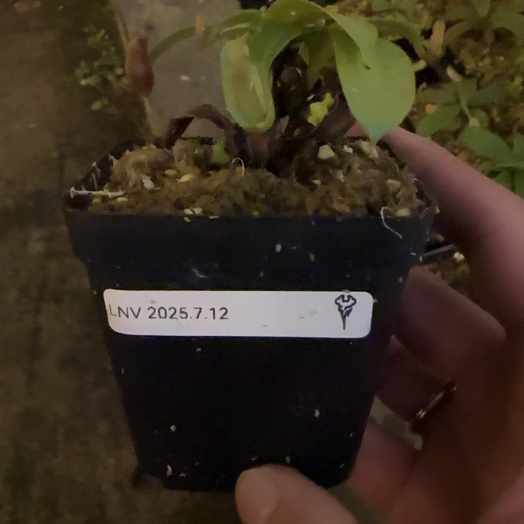 无花朵专拍猪笼草