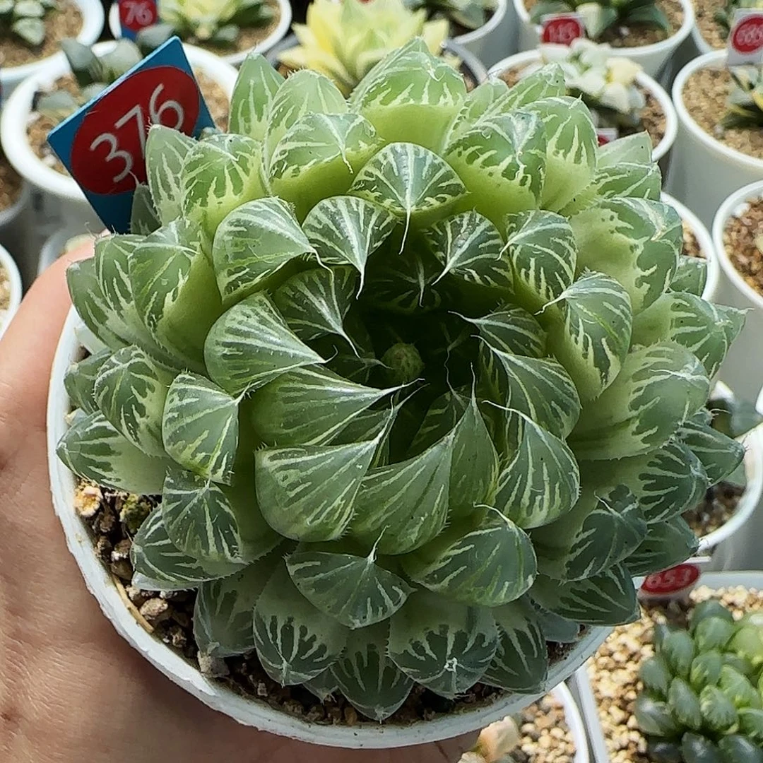 376号糊斑花蝴蝶一物一拍带盆土