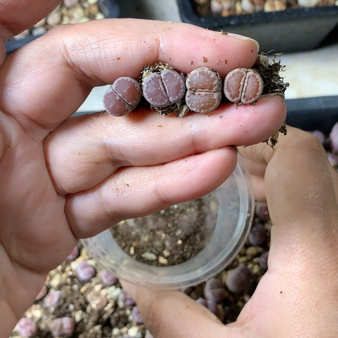 虫*、 w204多肉植物保护