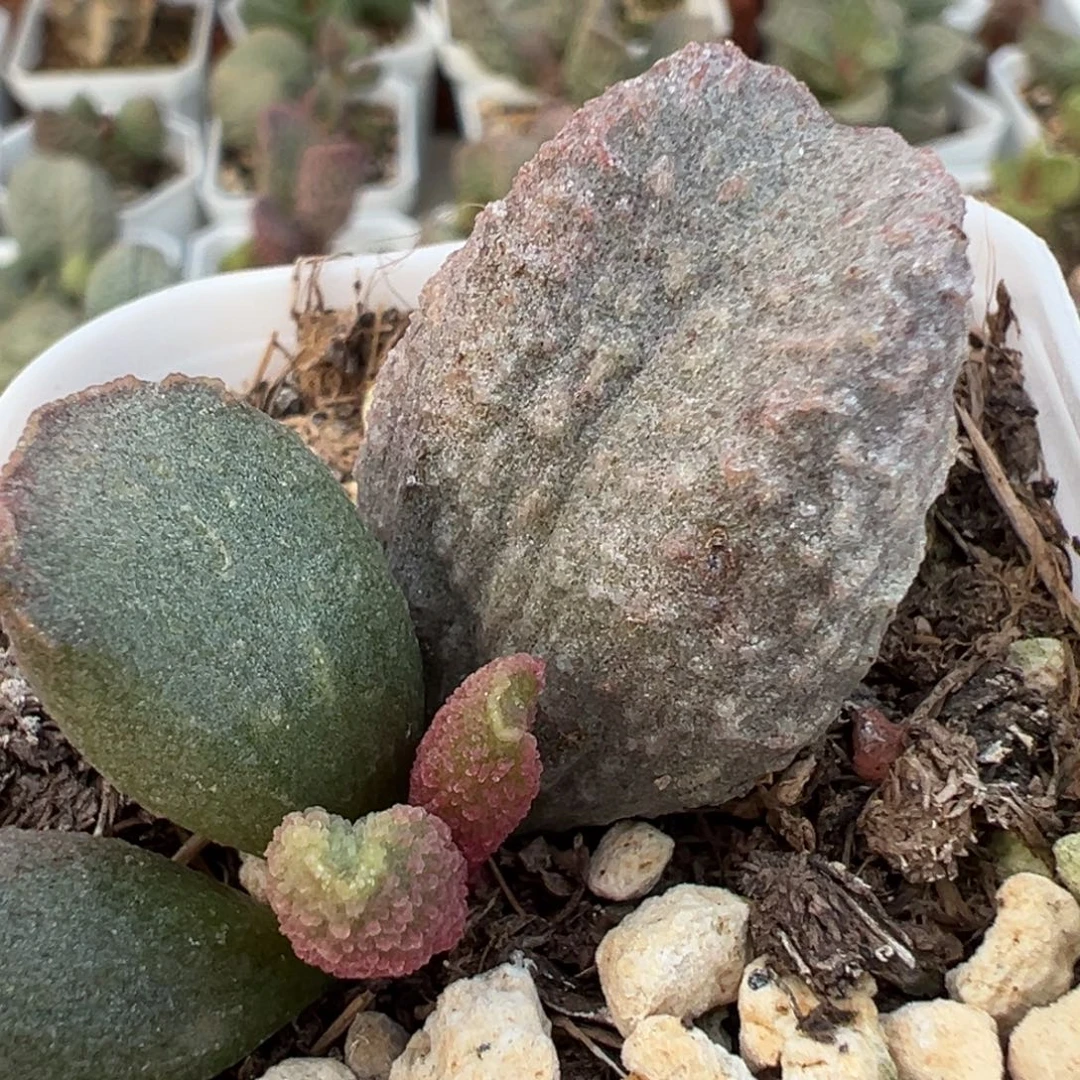 实生新品大苗多肉植物水泡