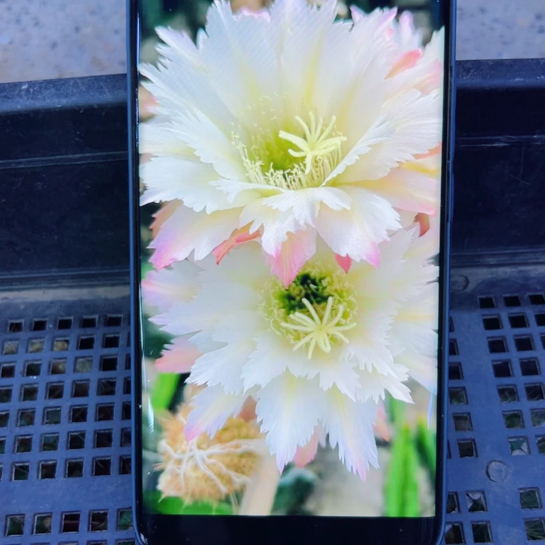 下70毛ts 126 歪无根侧芽5公分左右20包邮