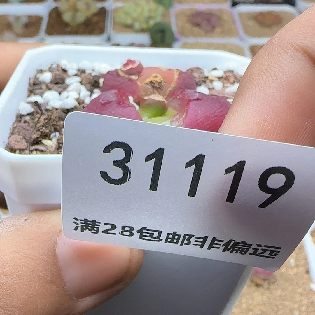 发****在好看的多肉啊31119