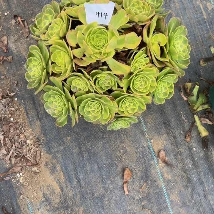 414多肉植物老庄法师