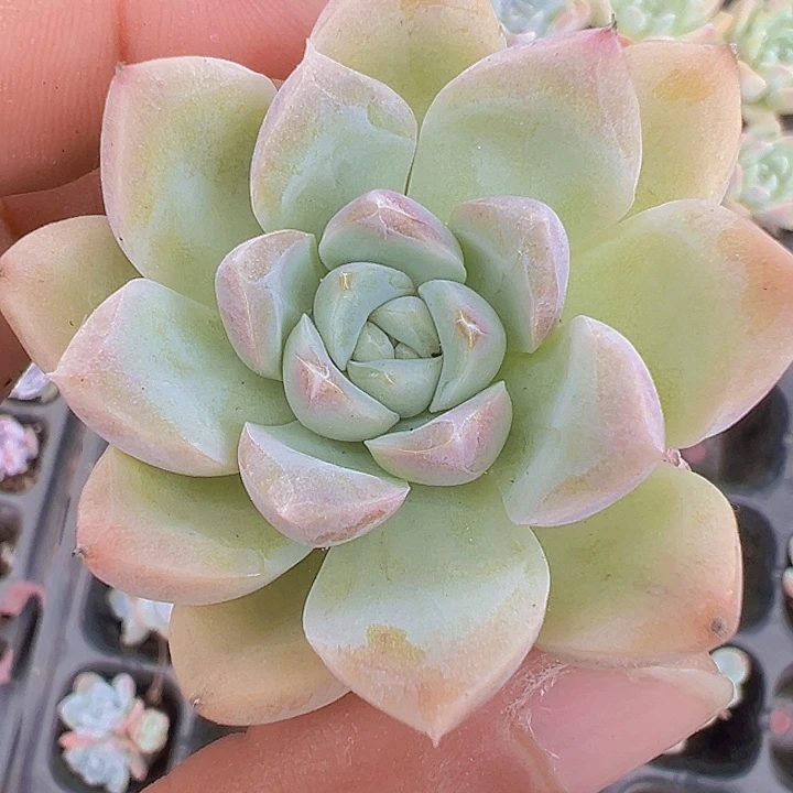 粉水晶精品多肉植物