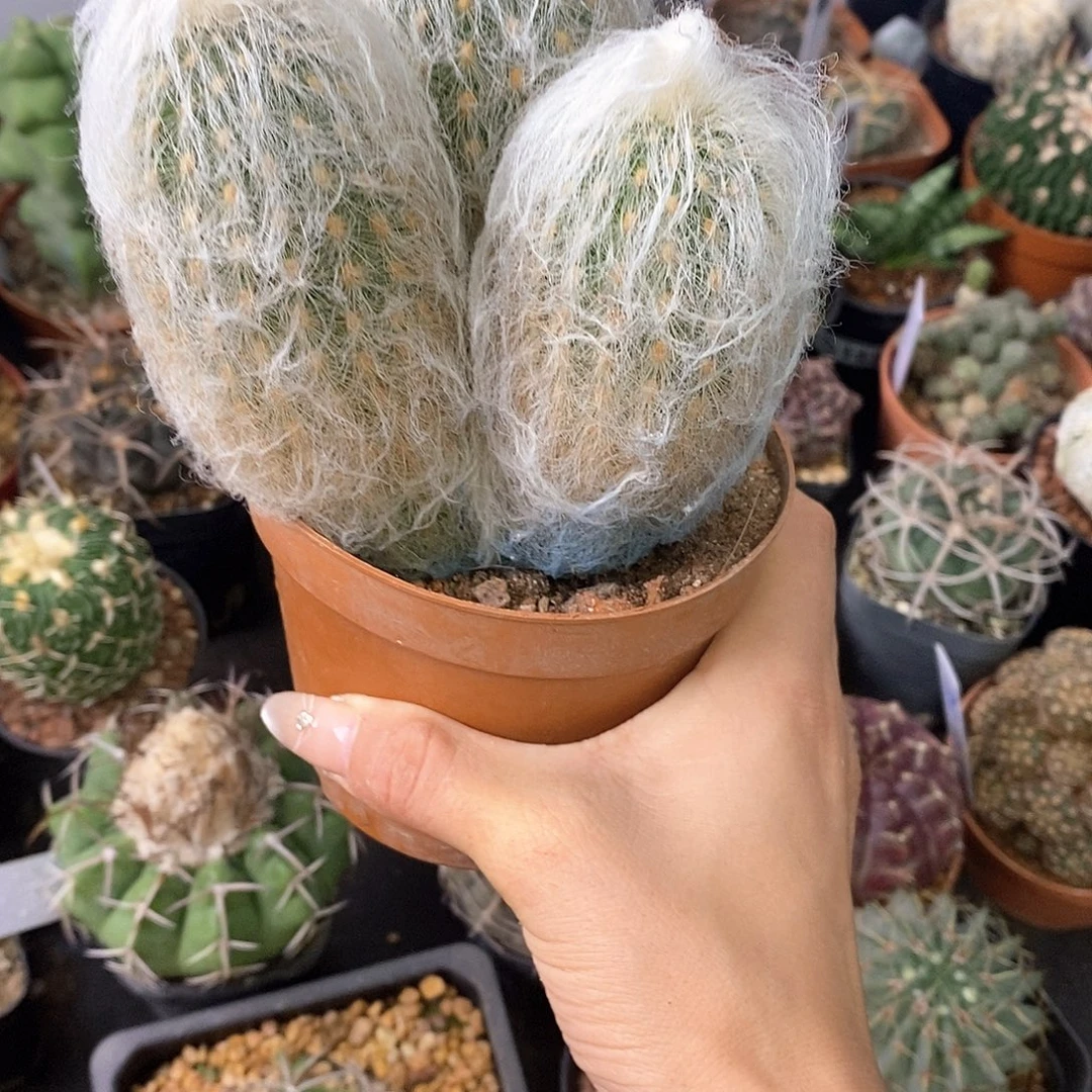 微***秋一物一拍一棵仙人球