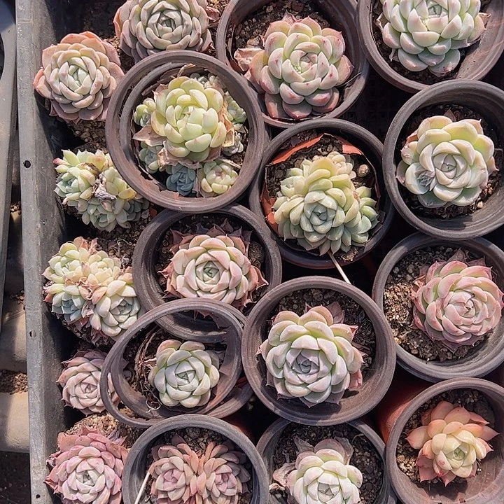 直播福利一物一拍288