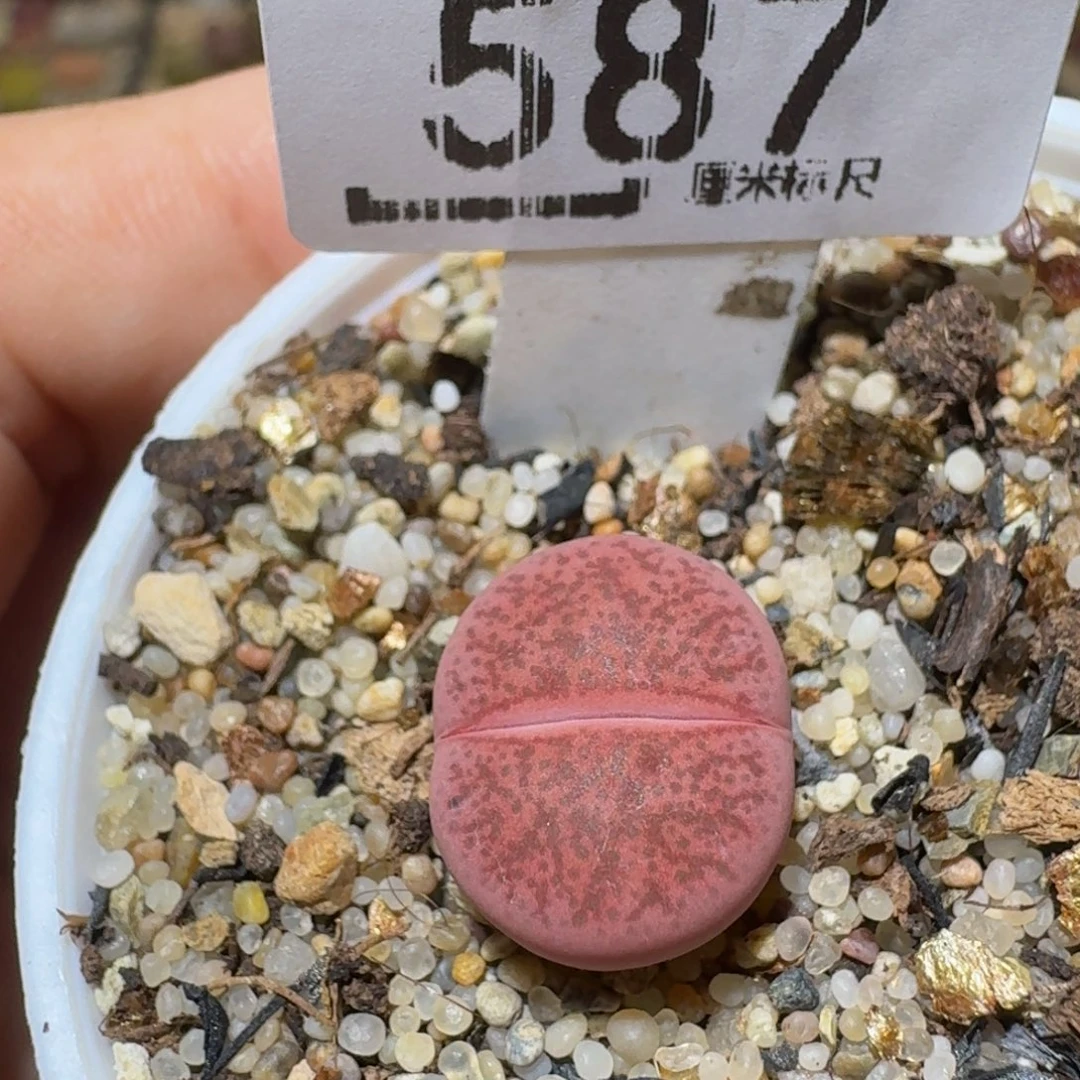 Ssss精品生石花587