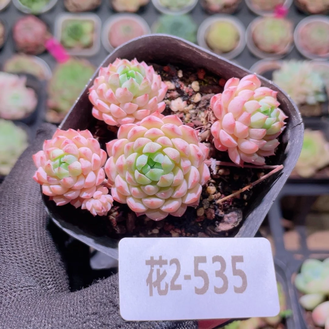 花利美2-535小粉莓