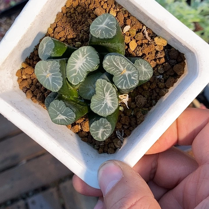 30318。   万象。