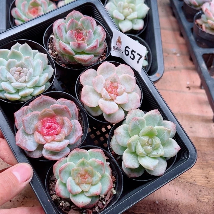 ****沫多肉植物多肉植物