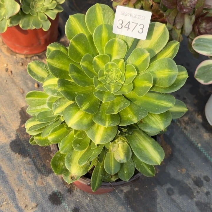 翡翠琉璃多肉法师3474