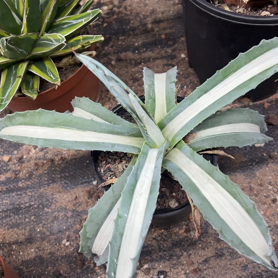 华严白中斑锦龙舌兰