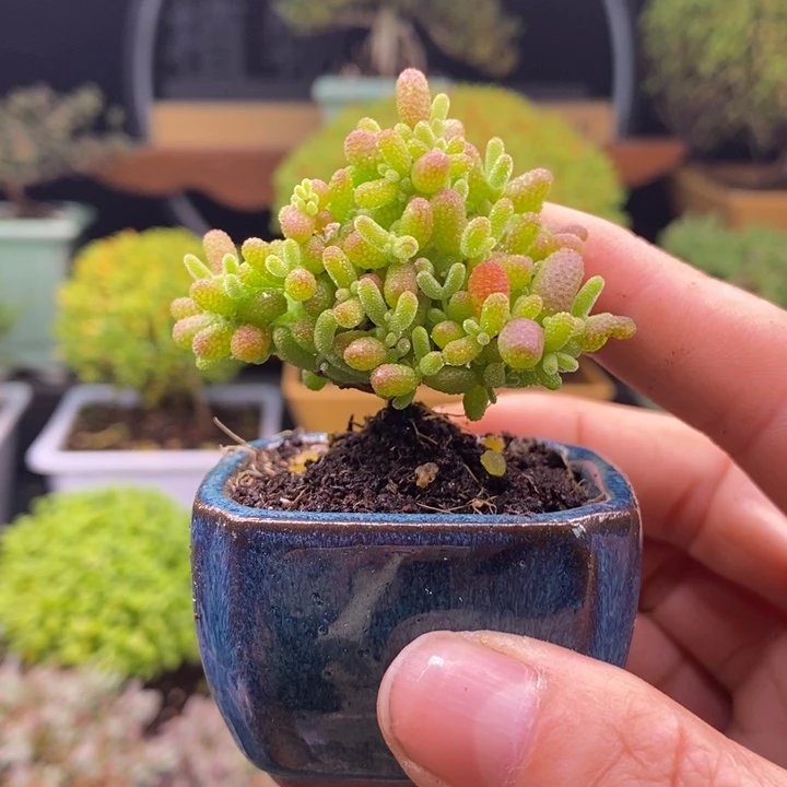 无花朵162蜜橘蜜橘。