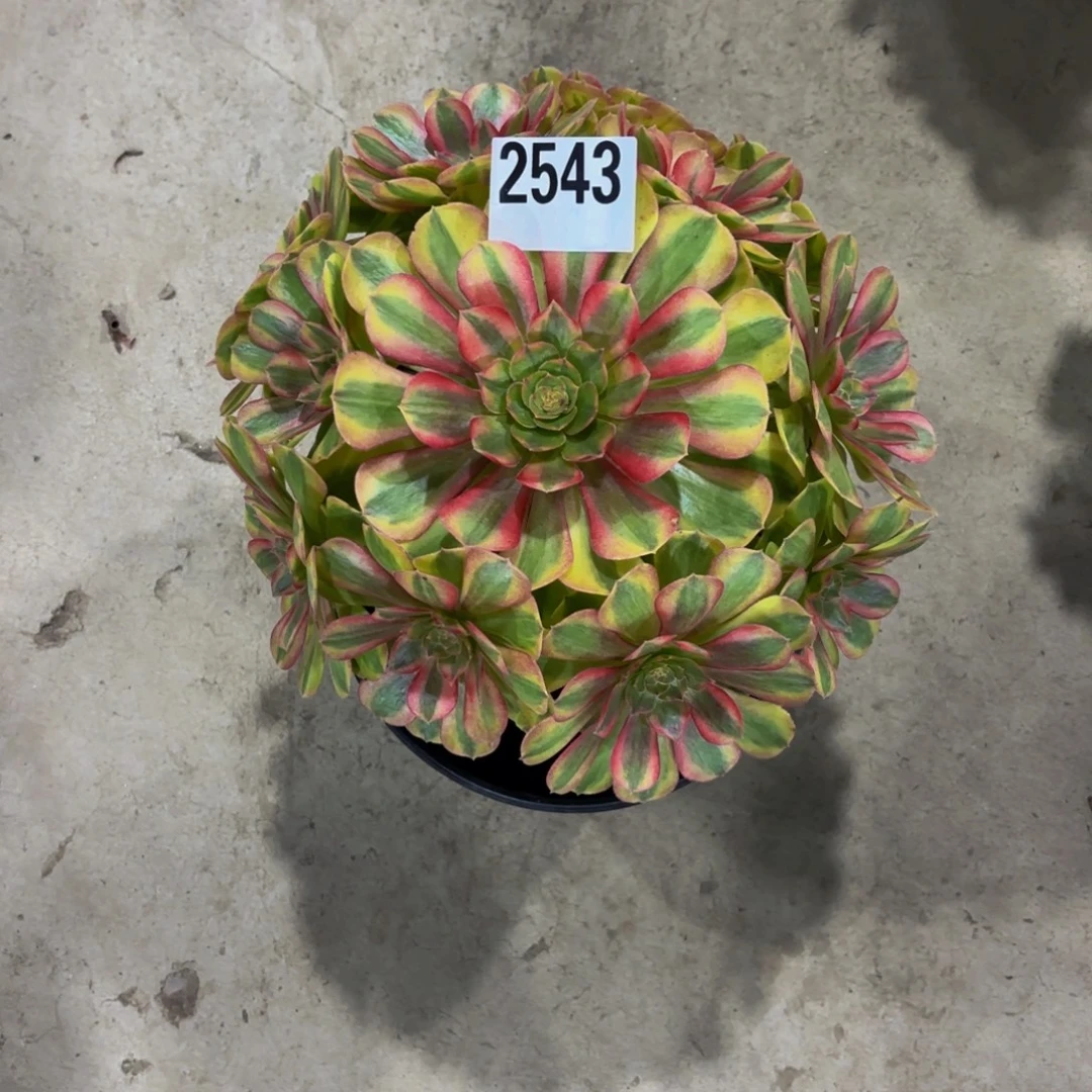 无花朵2543雨何1111111