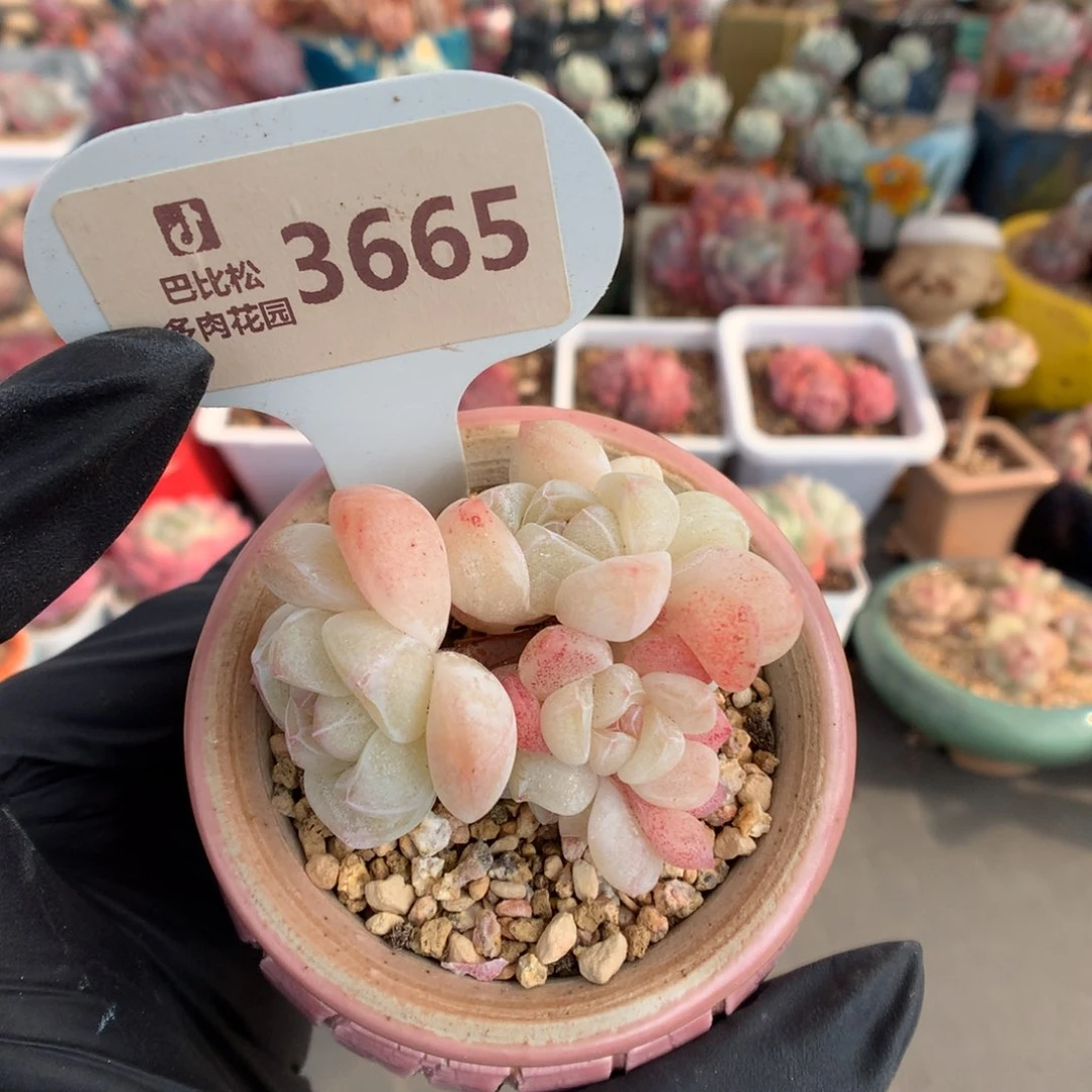 3665 迷你粉透冰玉