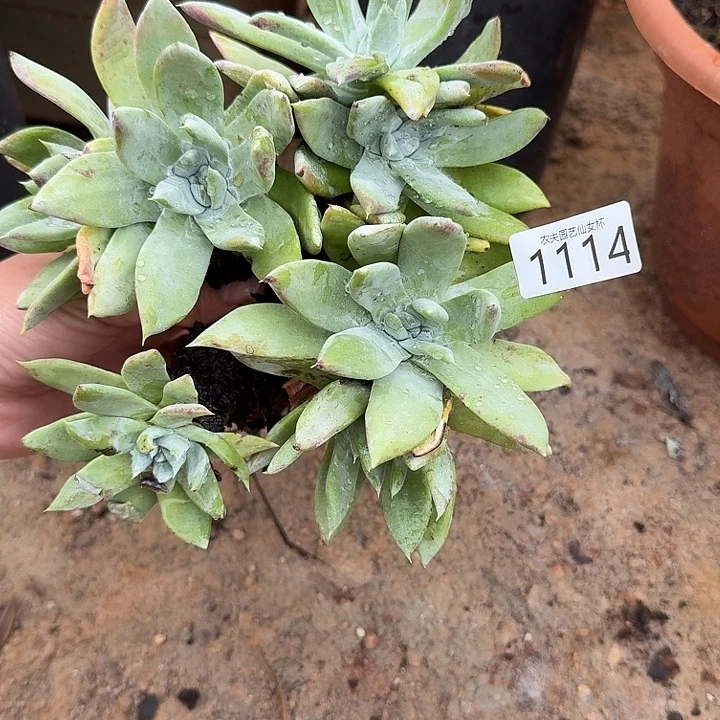 赛琳娜仙女杯多肉