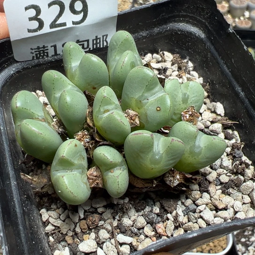 【闪购商品】 329。