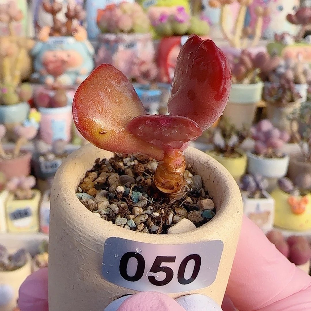 爱心水泡 盆口3cm