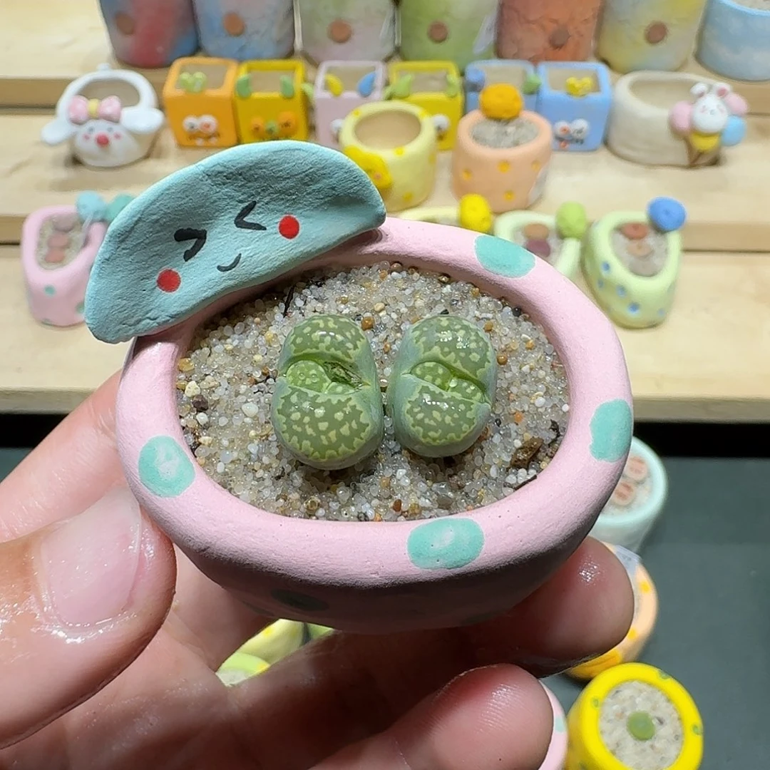 红陶蘑菇504绿饼