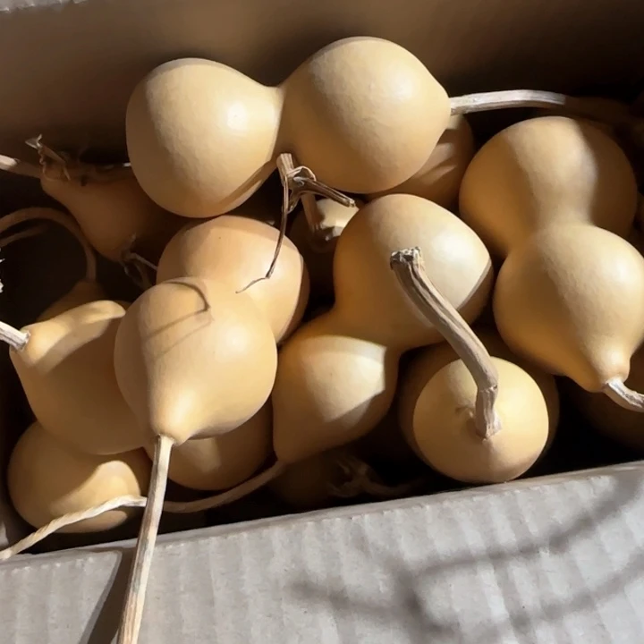 摄****）葫芦小葫芦处理，葫芦