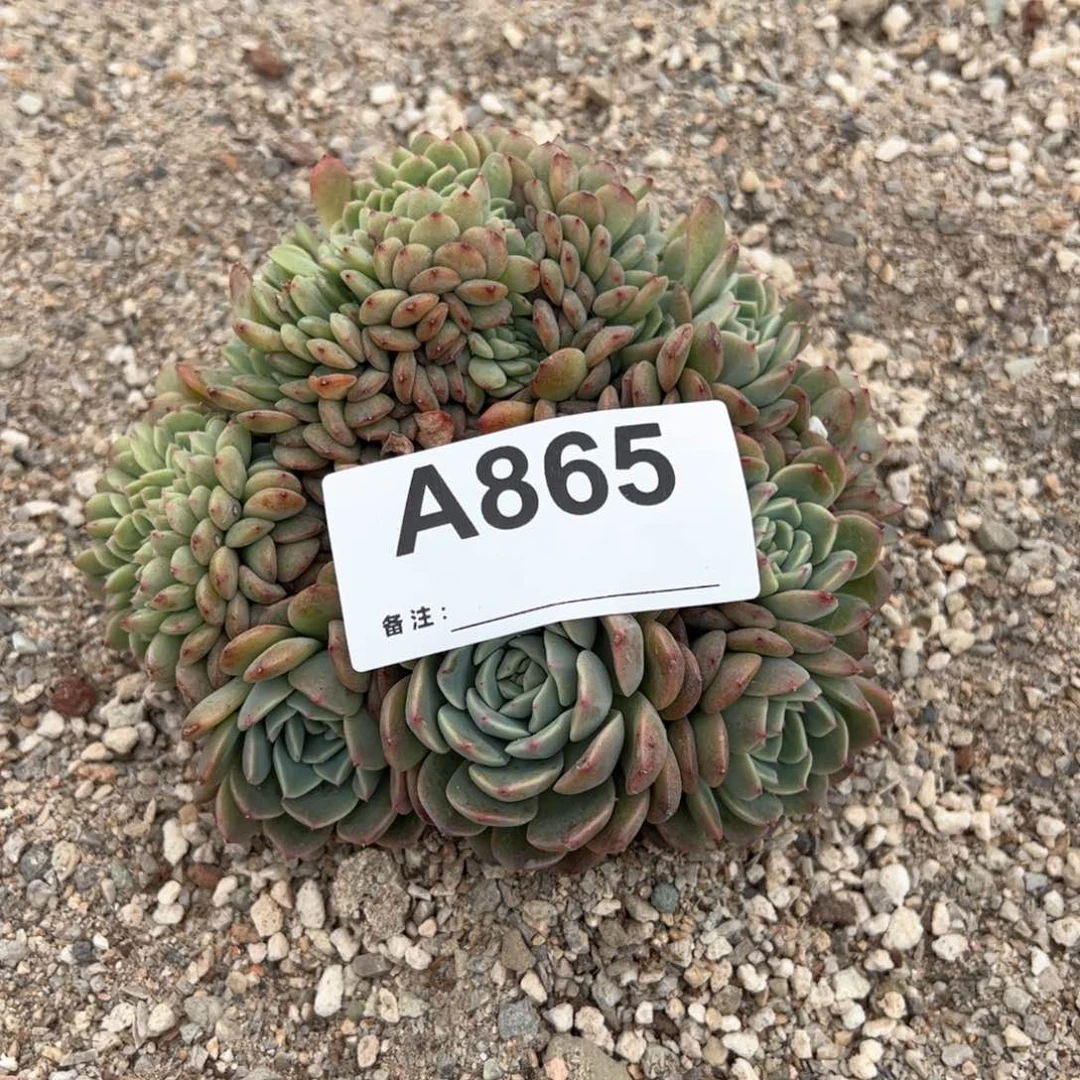 865多肉多肉多肉多肉多肉