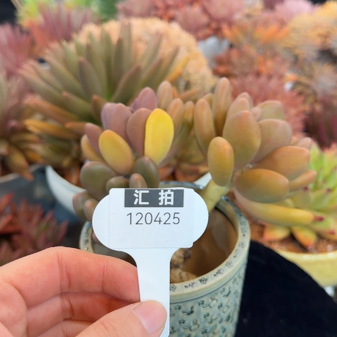 精品多肉植物120425