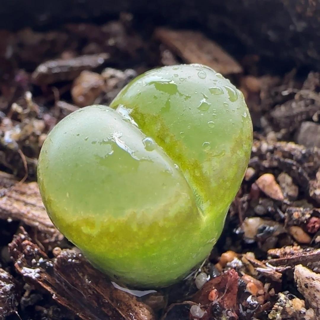 【闪购商品】0604香蕉风铃当天28包邮非偏远