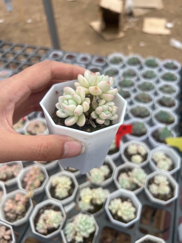 满9.9米包邮劳尔锦多肉多肉植物