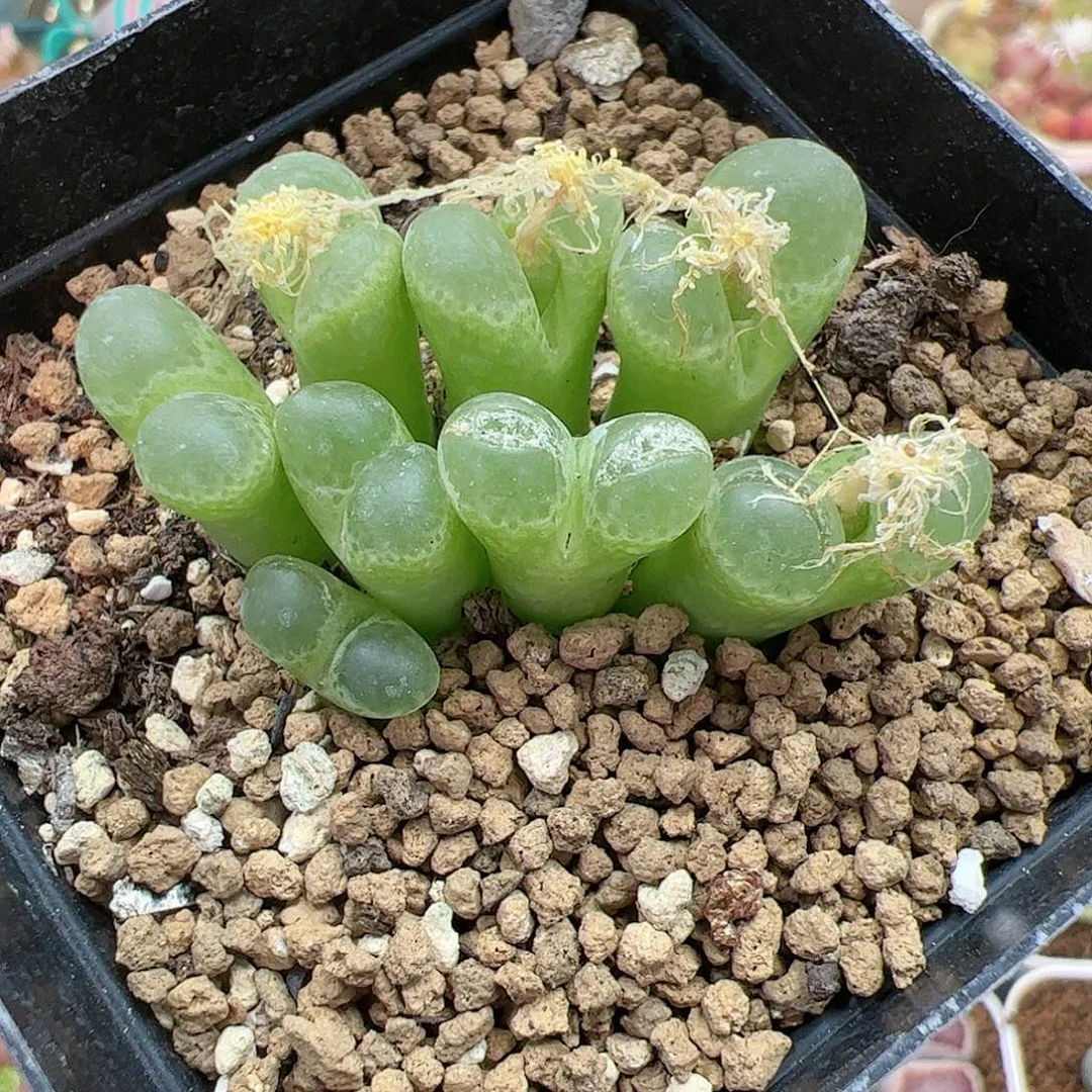 【闪购商品】125 开播福利