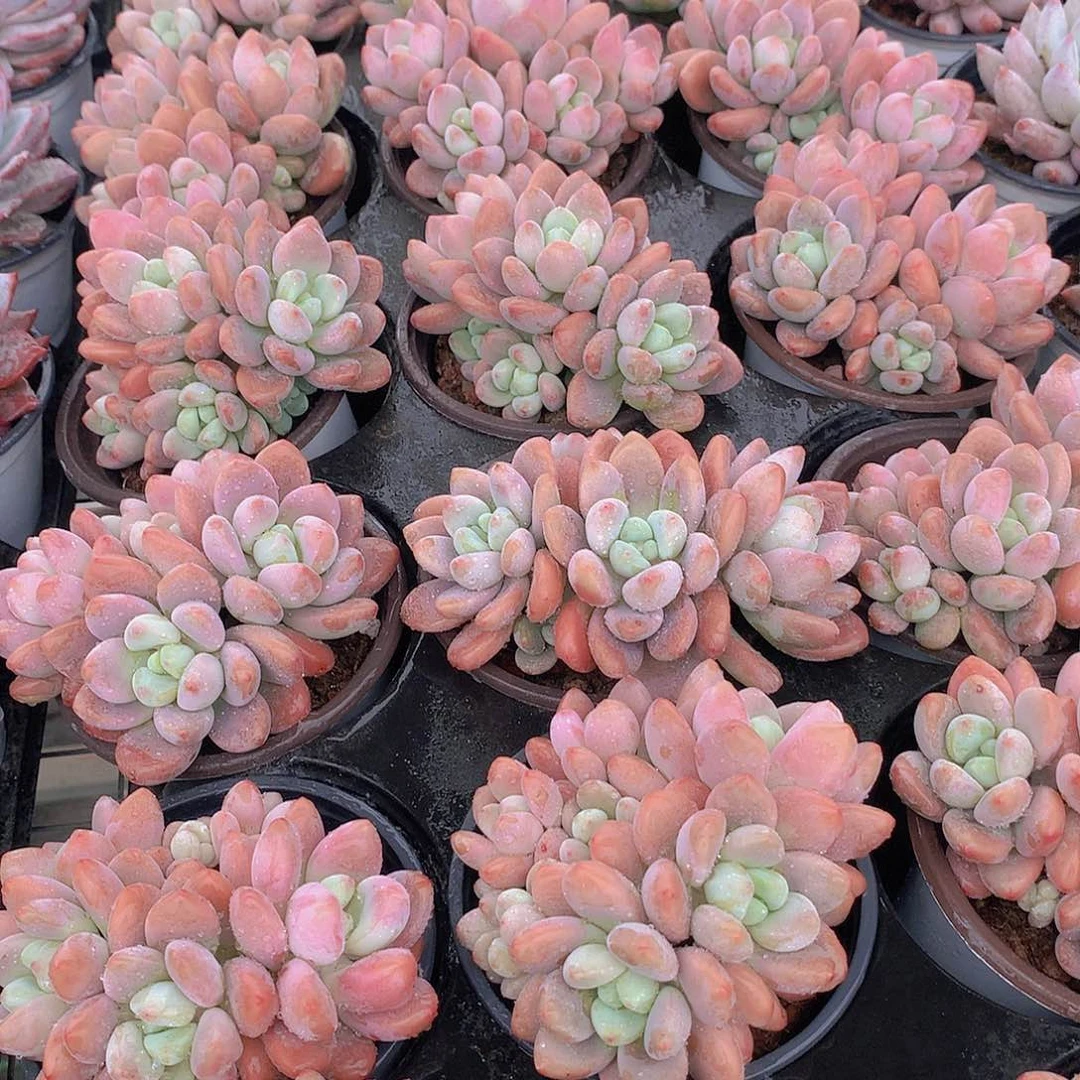 樱花洛神3445678899999